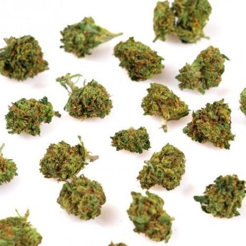 Small Bud Amnesia Sativa L. Indoor - Petites têtes de fleurs de CBD de la variété Amnesia Sativa L., cultivées en intérieur avec soin pour une expérience de haute qualité, des arômes intenses et des effets apaisants
