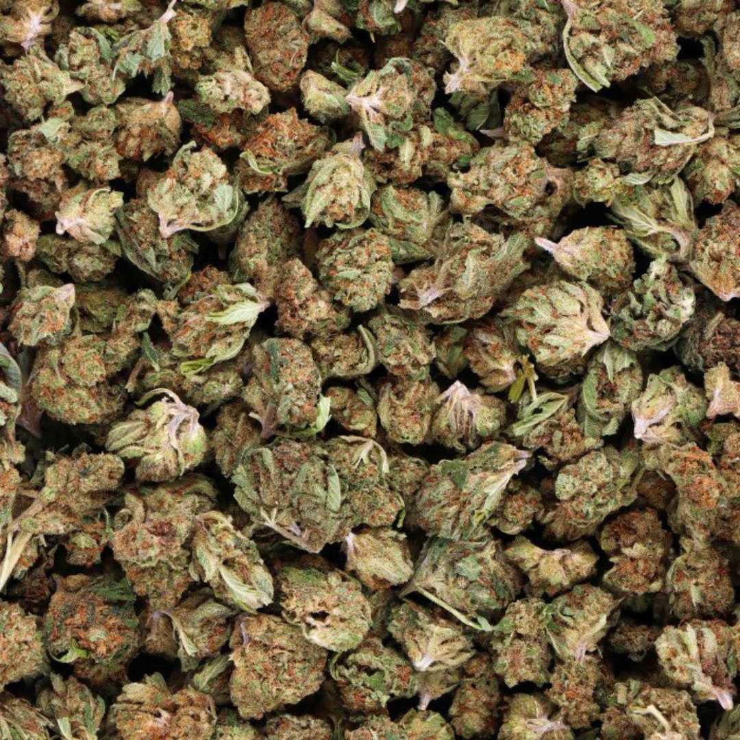 Critical Kush Small Bud Indoor Fleurs CBD Supérieure - PERFORMANCE-CBD