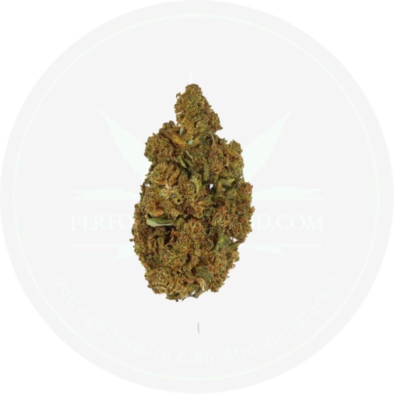 Mango CBD Green House - PERFORMANCE-CBD